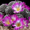 Mammillaria_luethyi_andrea